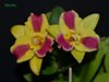Potinara Burana Beauty 